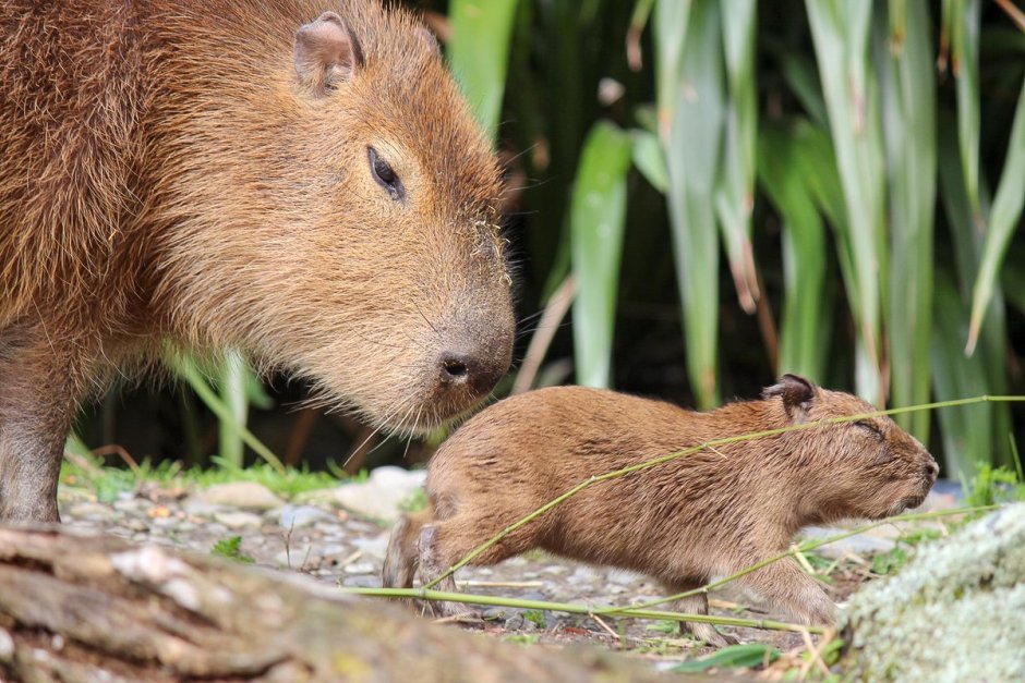 Капибара это эндемик
