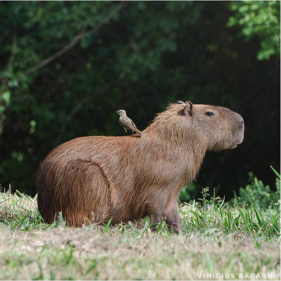 Самый большой грызун в мире капибара