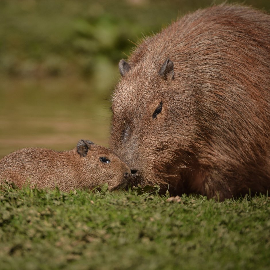 Вомбат и капибара