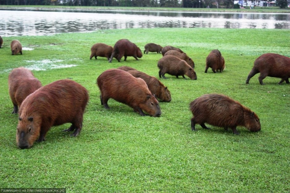 Изображение капибары