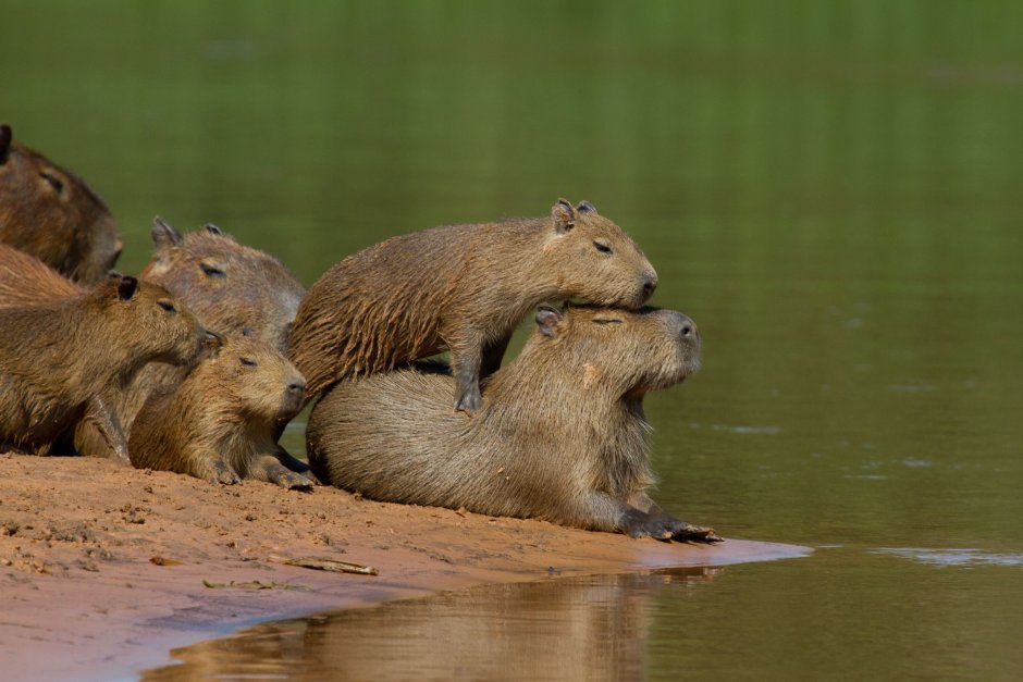 Капибара и крокодил