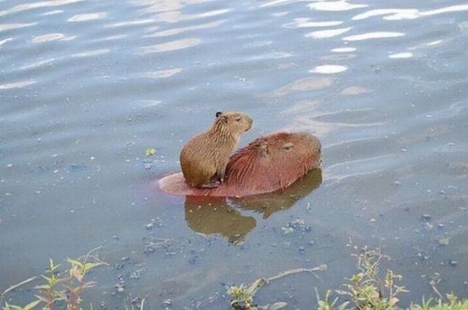 Капибара Джоджо