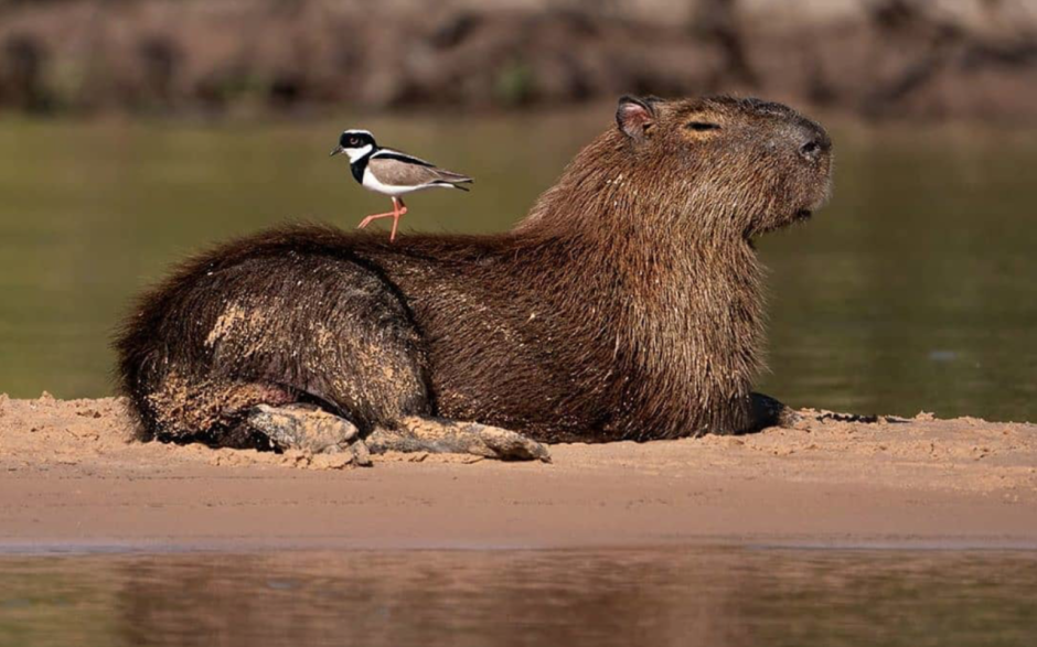 Капибара плывет
