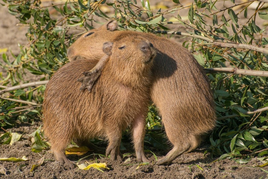 Большая морская Свинка капибара