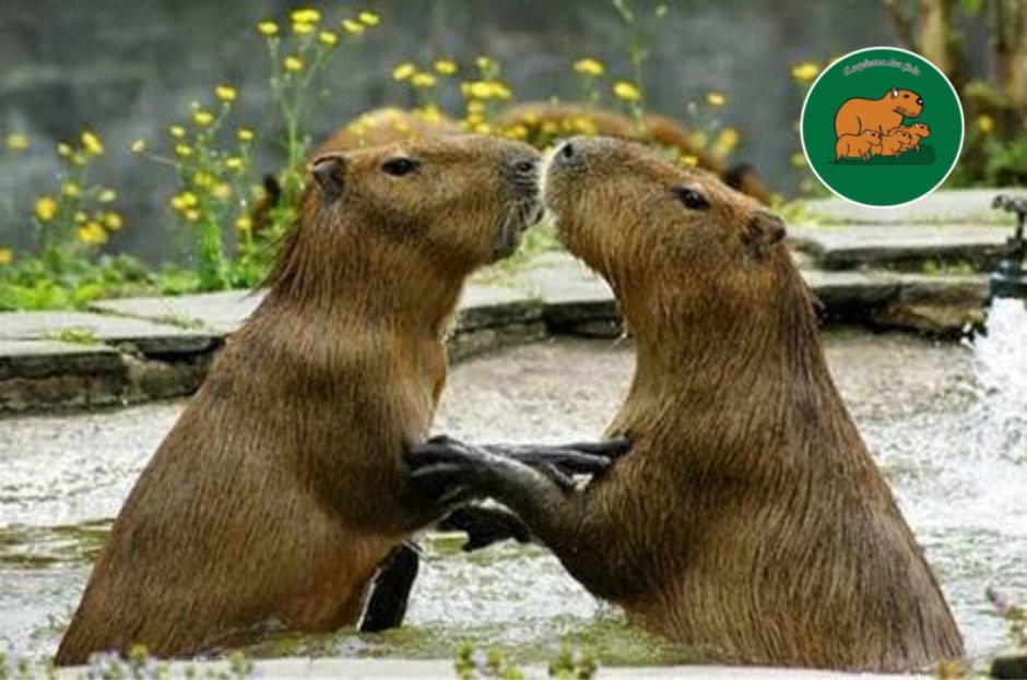 Капибара и Бобр