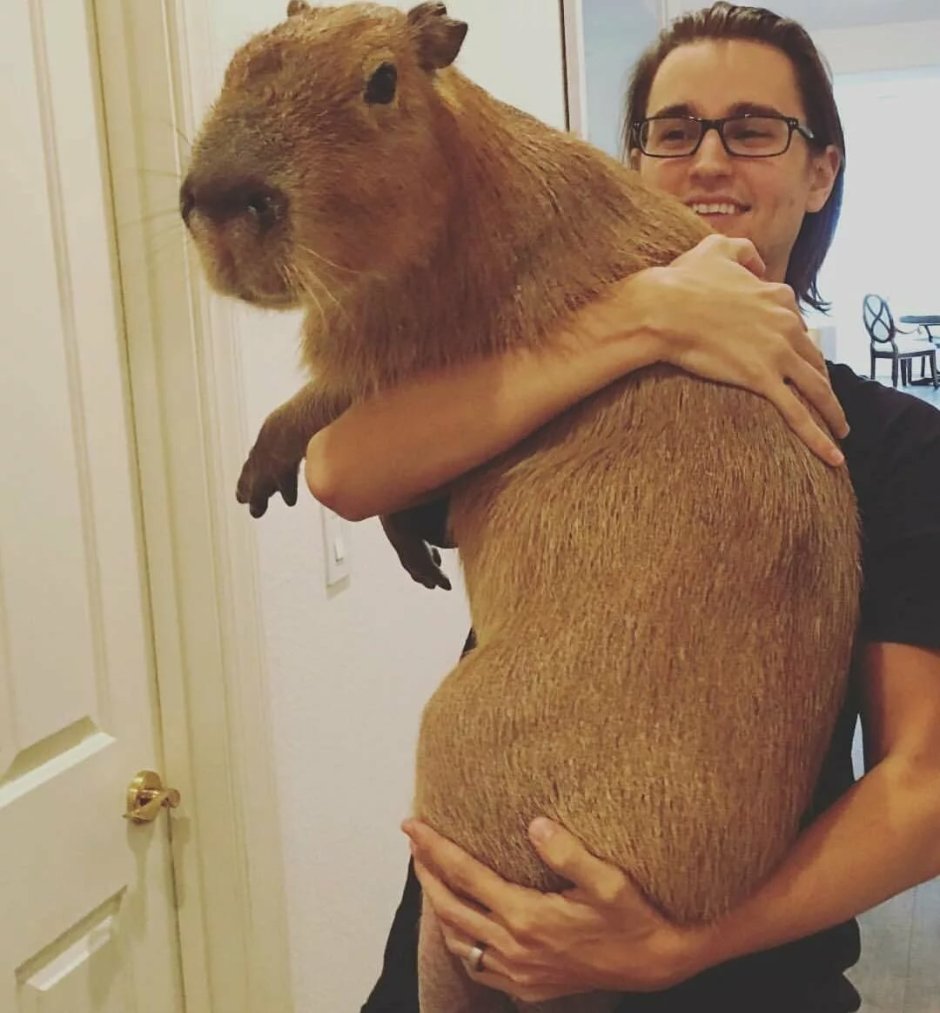 Капибара зубы