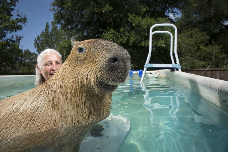 Капибара гигачад