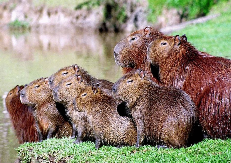 Хлебная капибара