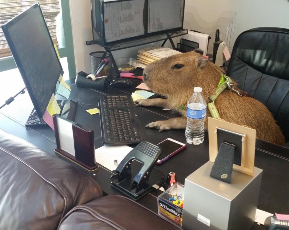 Капибара одомашненная