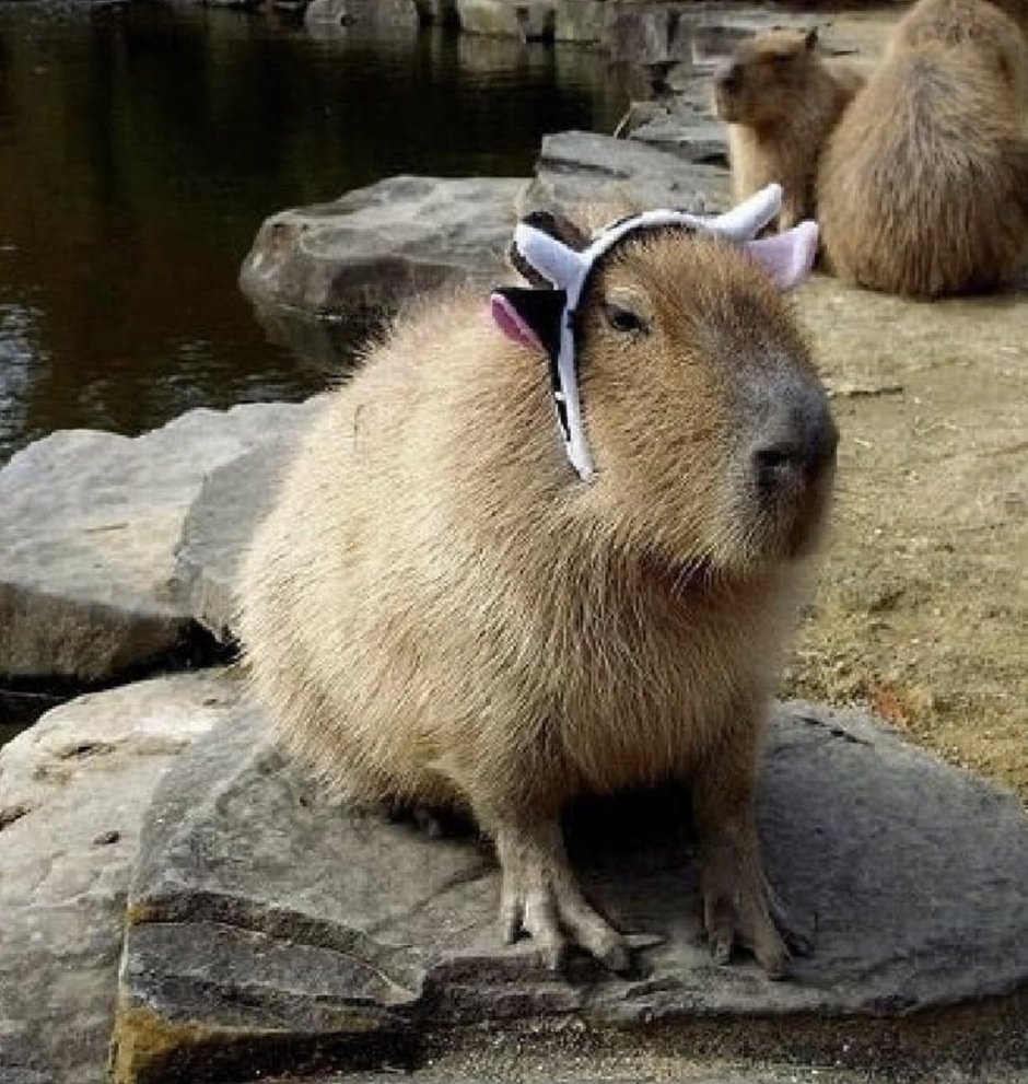 Капибара стрит