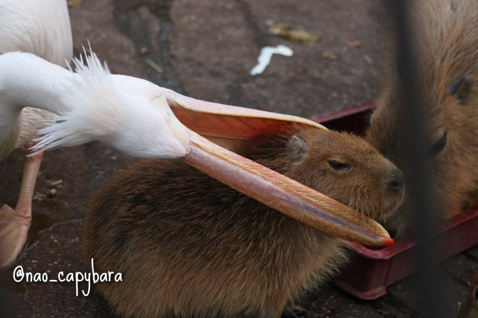 Упоротая капибара
