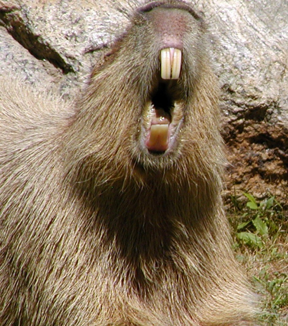 Капибара фото рядом с человеком