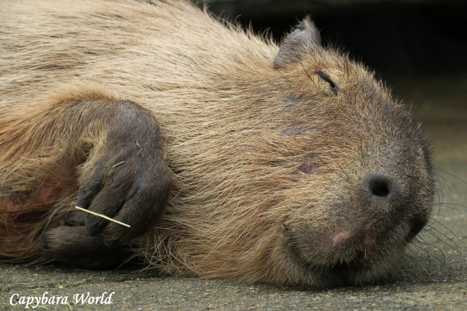 Капибара и шиншилла