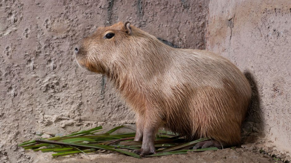 Энканто капибара Антонио