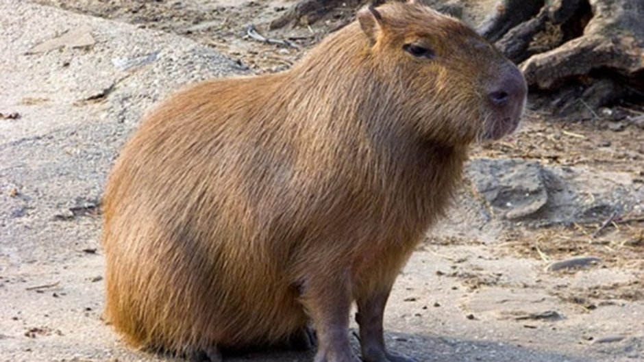 Капибара домашняя цена