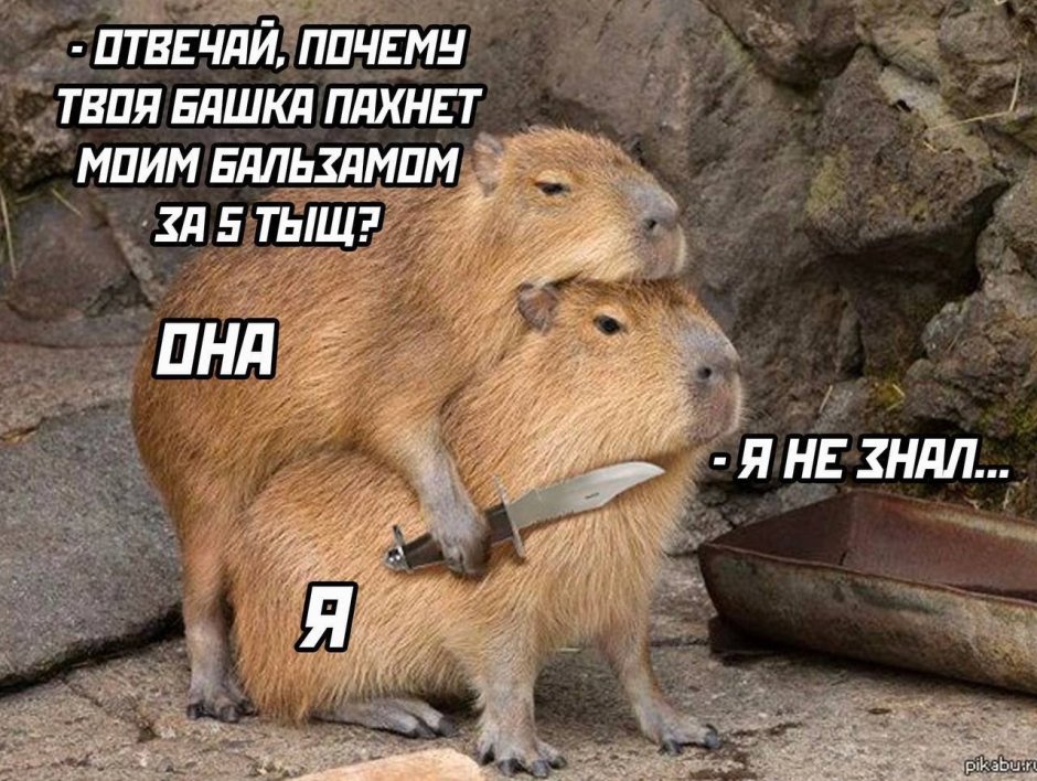 Спаривание капибар