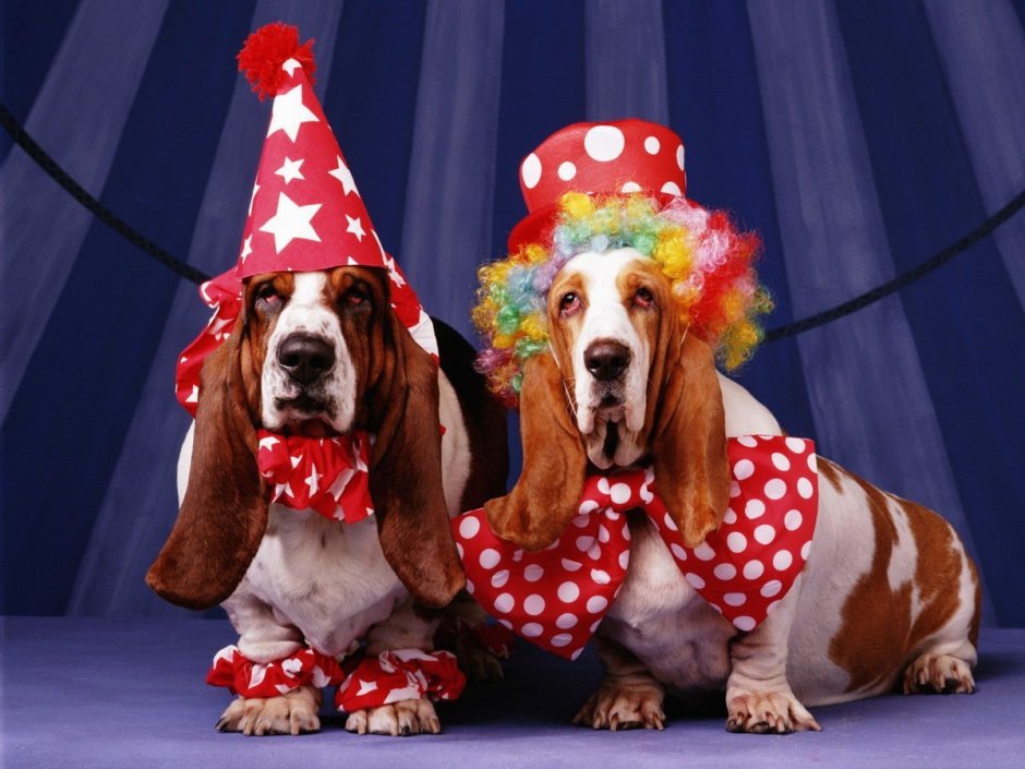 Собаки в цирке