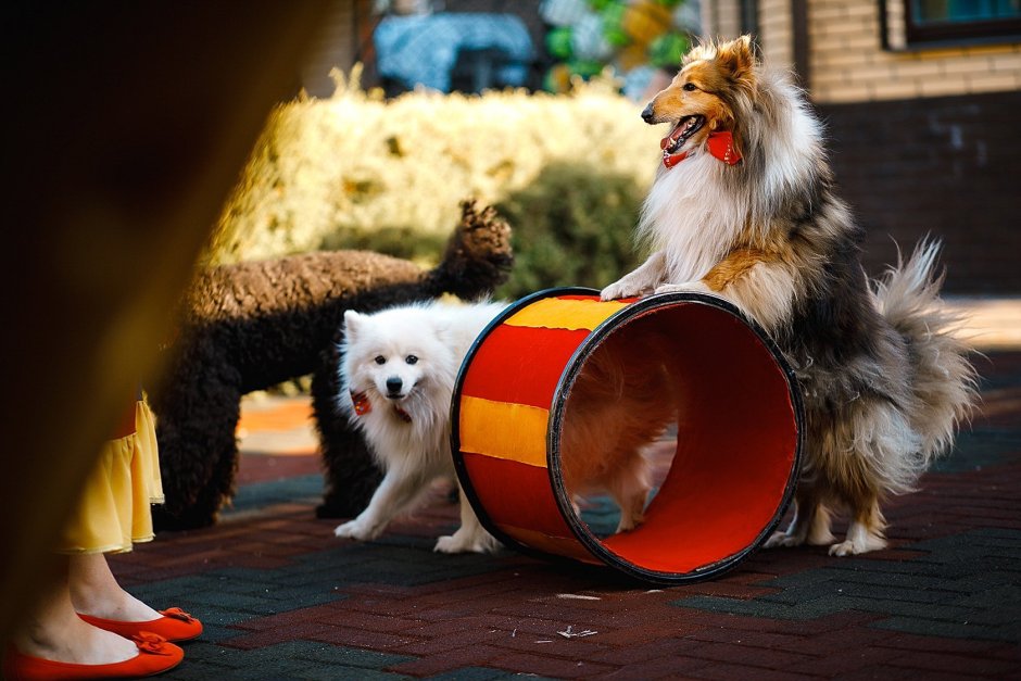 Цирковые собаки