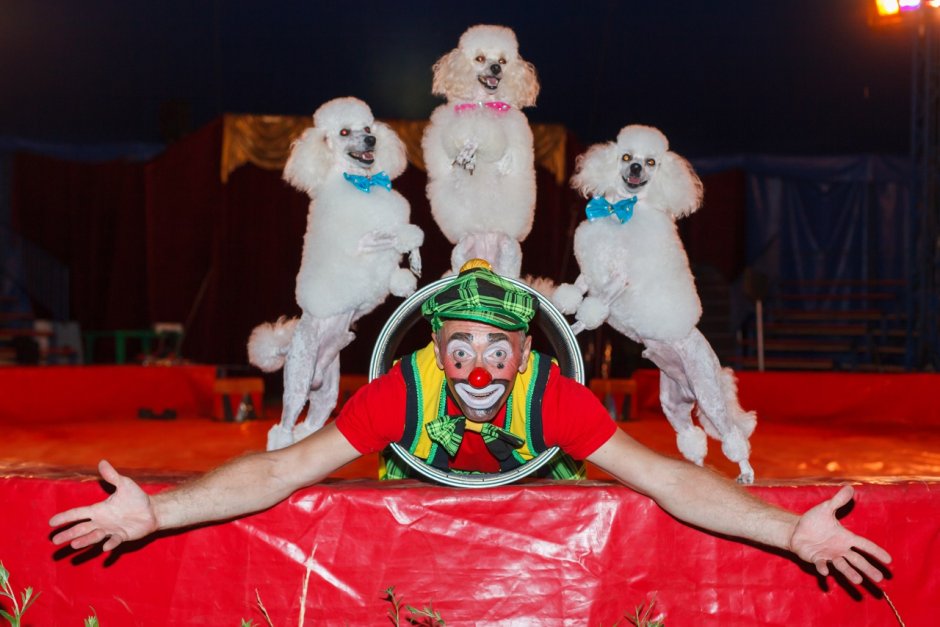 Цирк шапито клоун