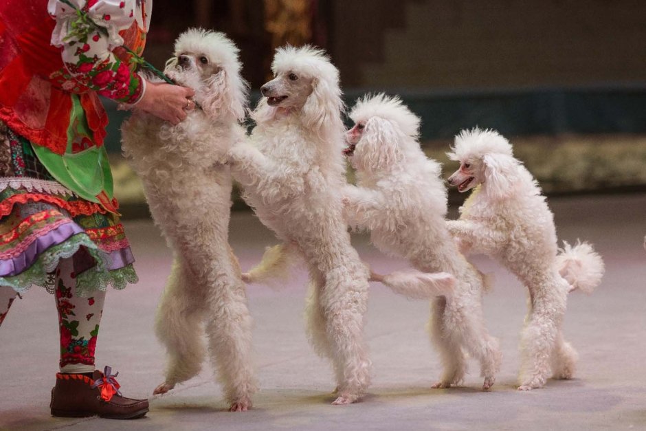 Цирковой пудель