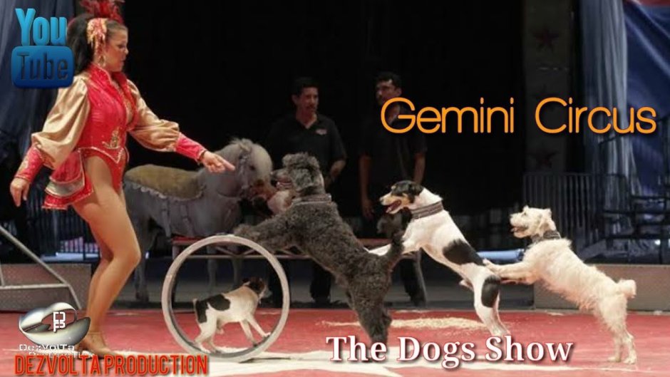 Дрессировщица Циркус