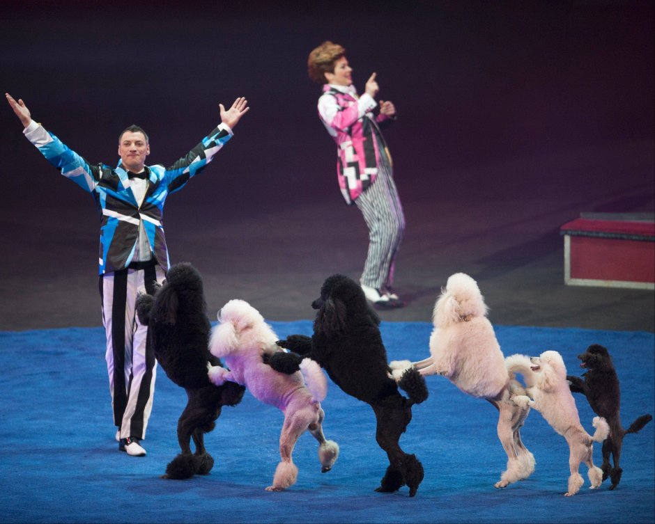 Костюм цирковой собачки