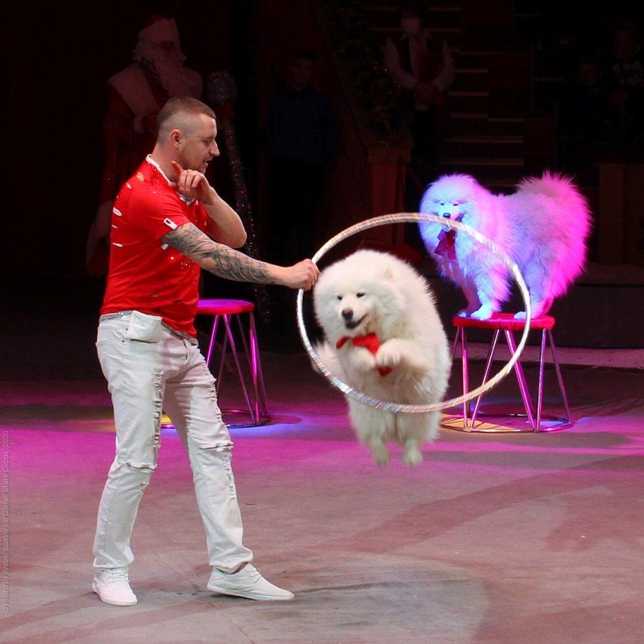 Дрессированные собачки