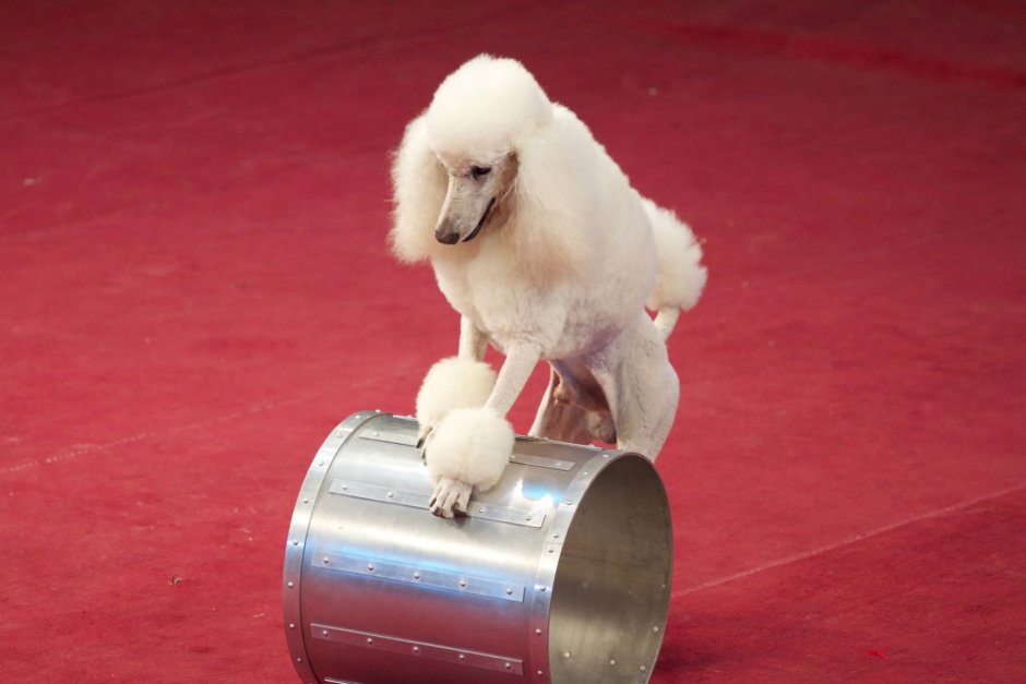 Цирковые Королевский пудель