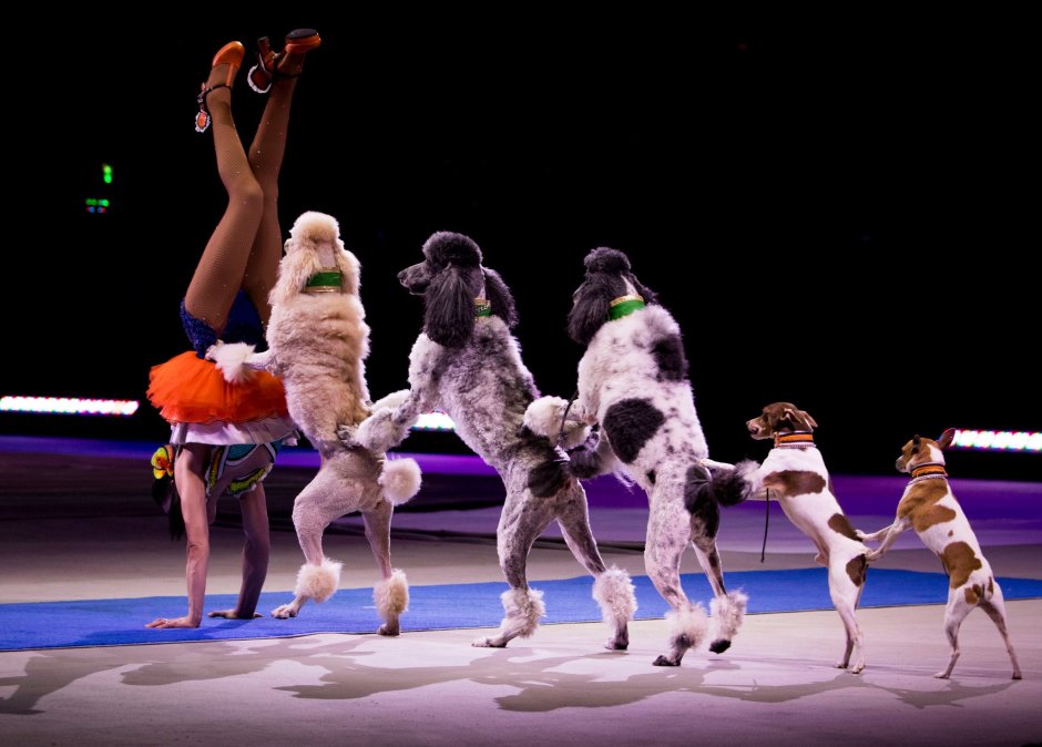 Аниматор собака