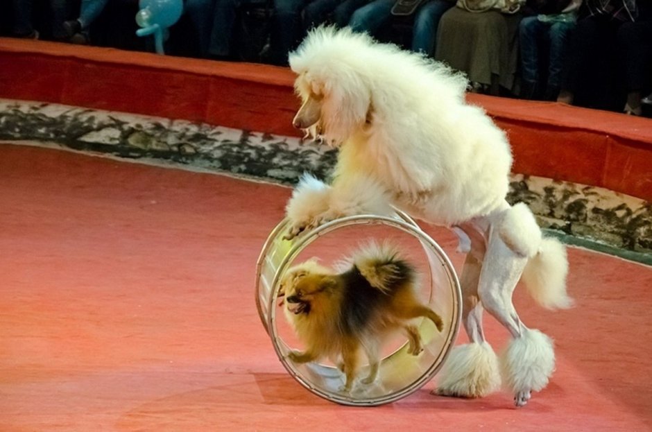 Собаки в цирке