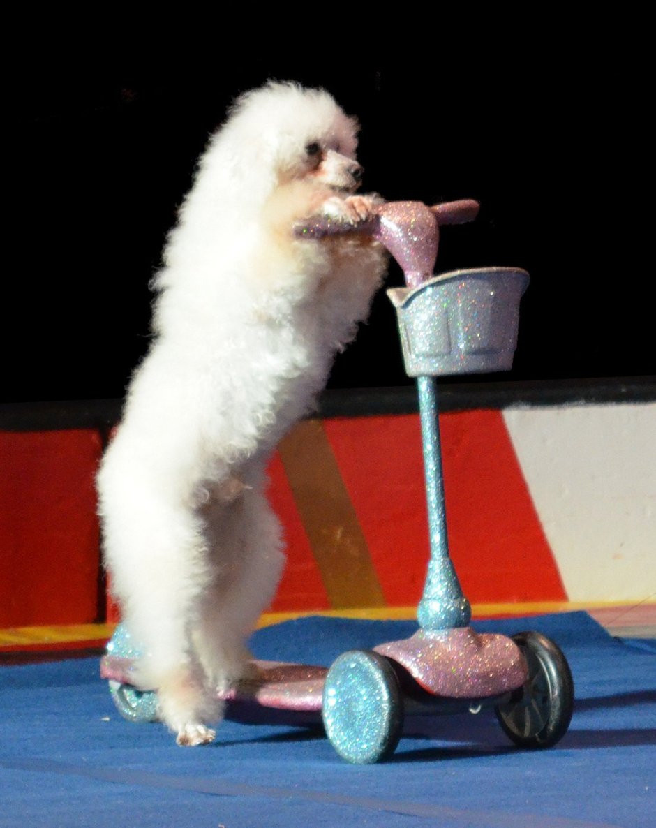 Дрессированные обезьянки