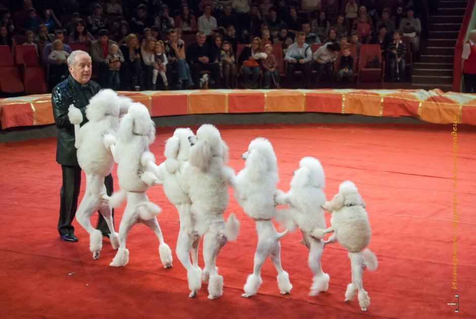 Цирковой пудель