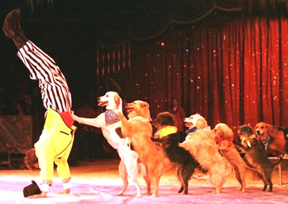 Пудель на арене