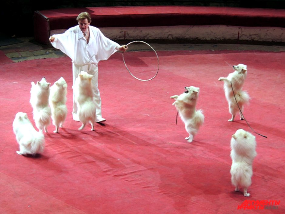 Порода собаки клоун фото