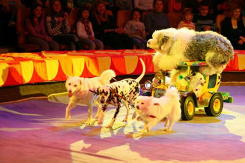 Собаки в цирке