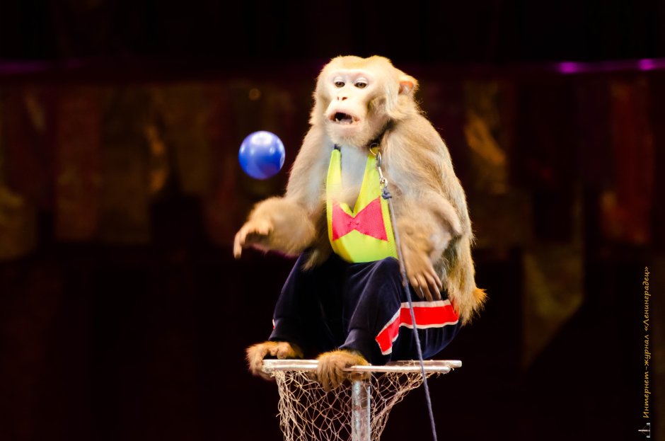 Цирковой пудель