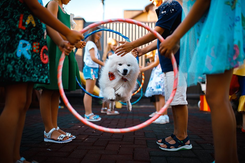 Собака в шляпке Великобритания