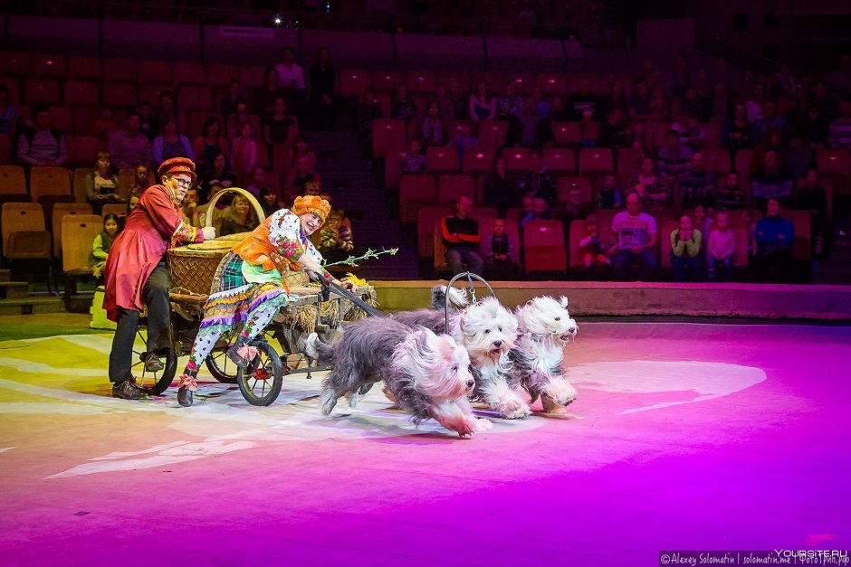 Цирк дрессировщица Львов