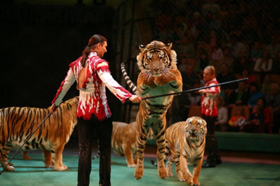 Екатерина Запашная дрессировщица