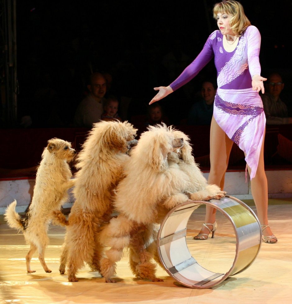 Дрессированные собачки