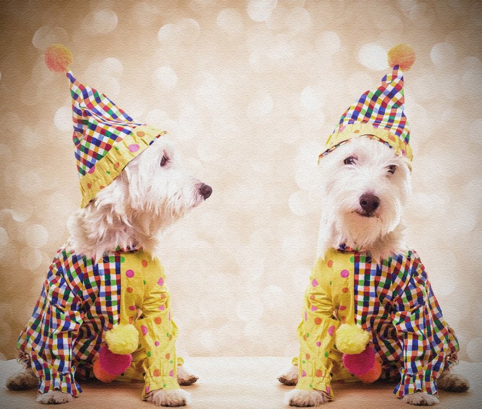 Пудель Куклачева