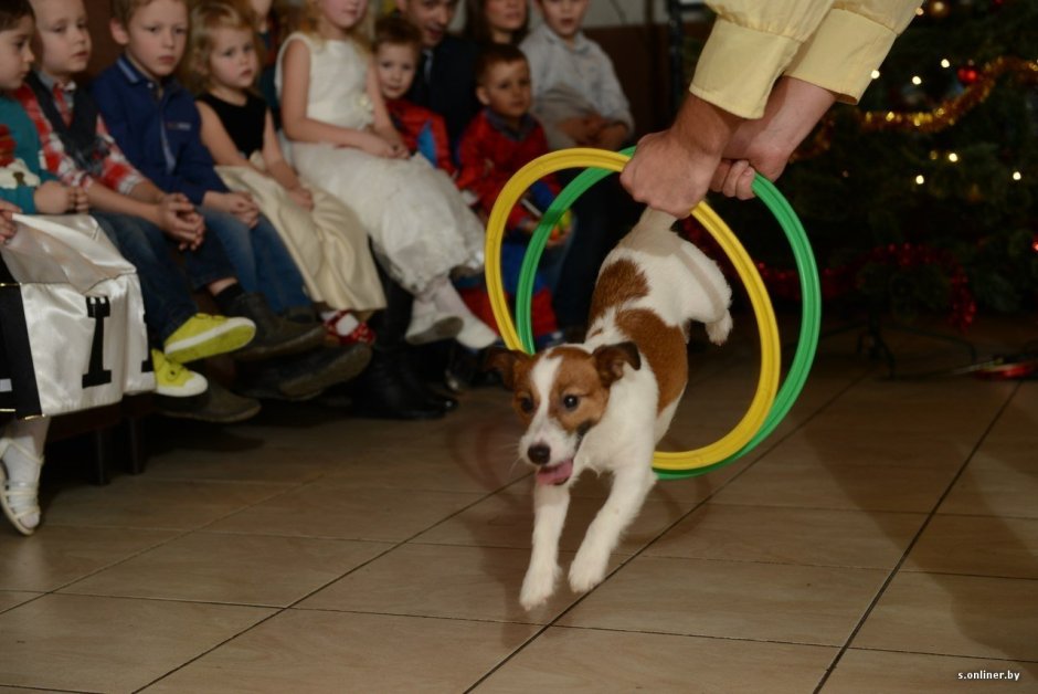 Дрессировщика Елена Петрикова