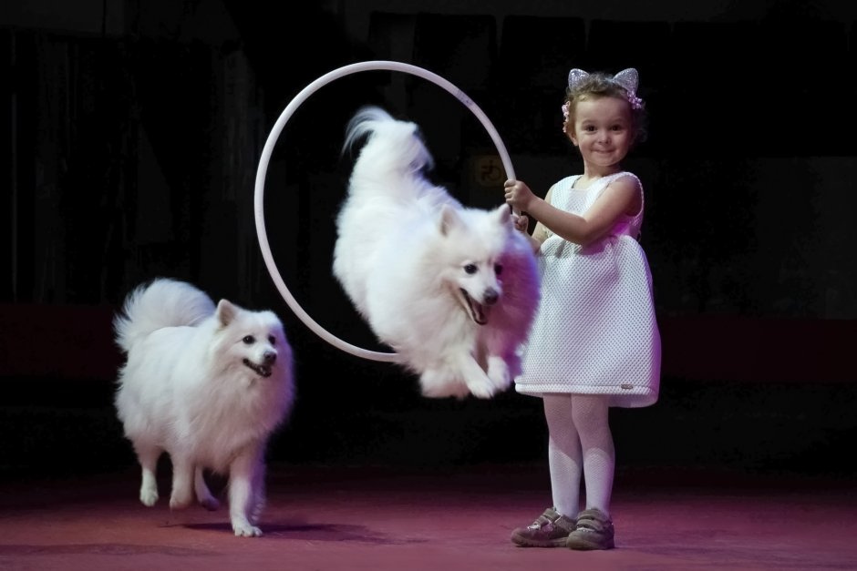 Собаки в цирке