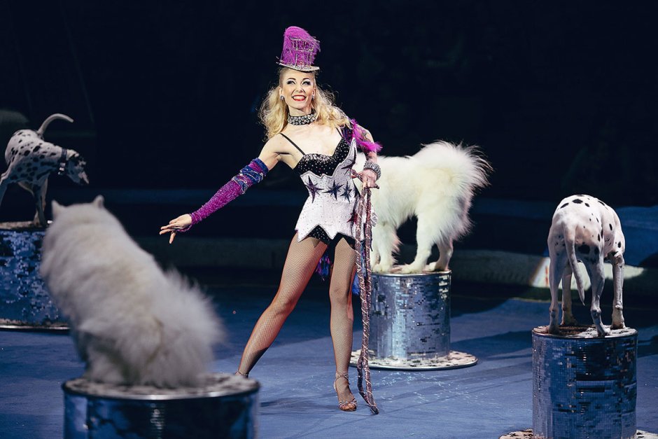 Цирковые собачки