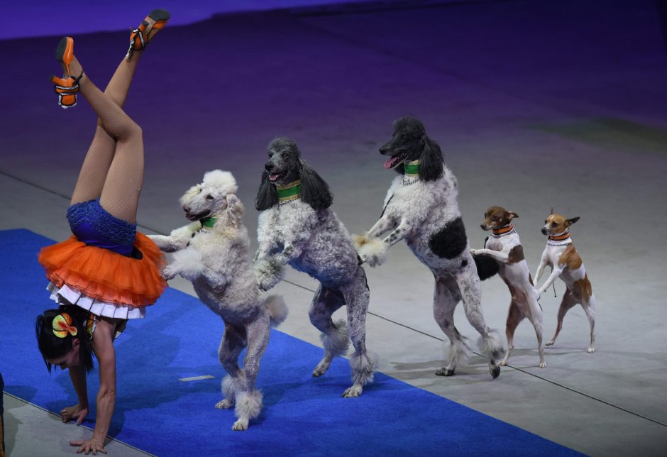 Дрессировщик в цирке