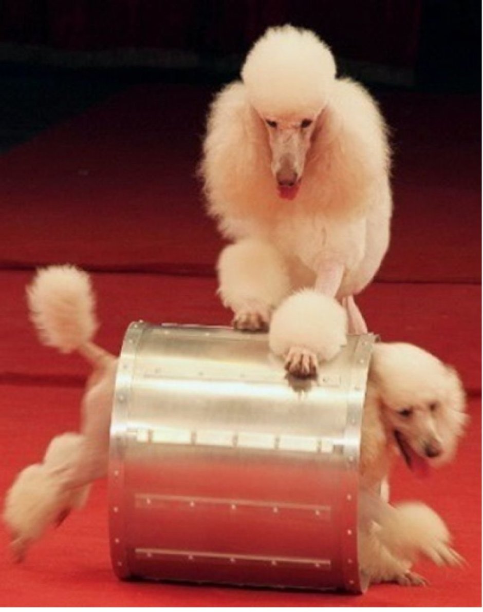 Королевский цирк Гии Эрадзе новый год