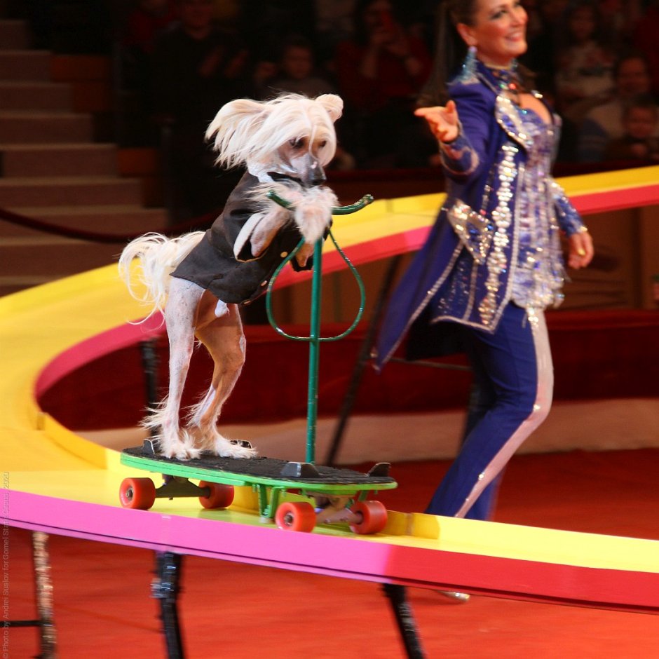 В цирке представление