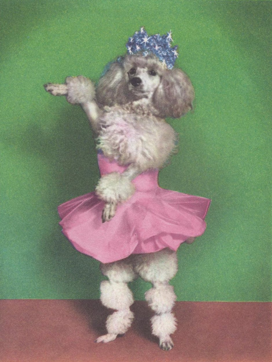 Собачки в цирке