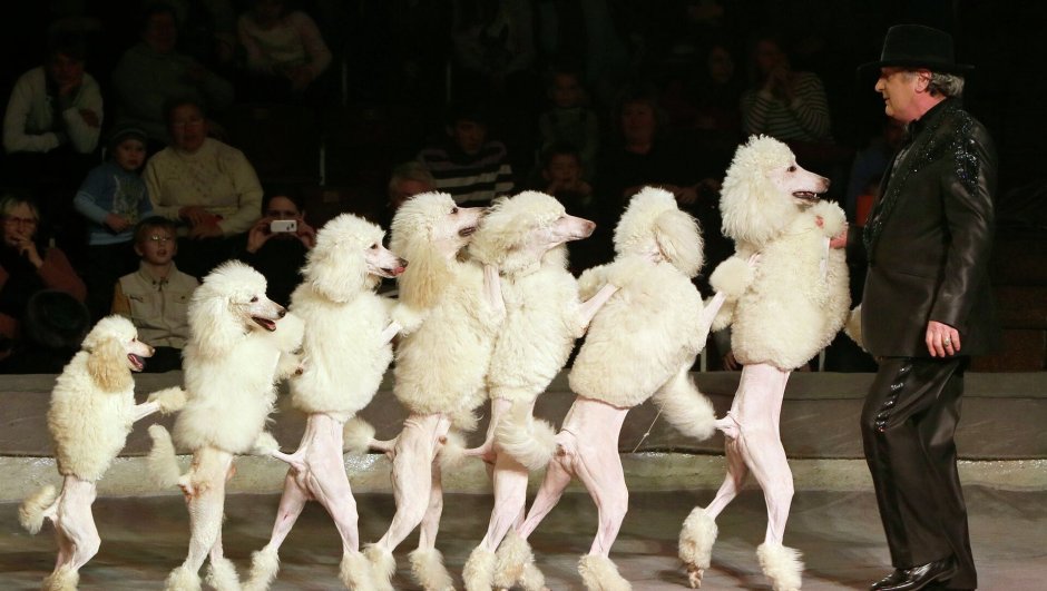 Дрессированные собаки в цирке