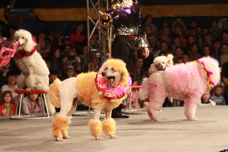 Цирковой пудель